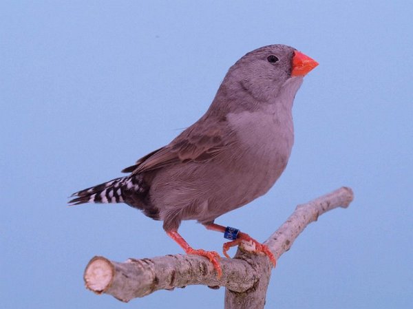 Oranjeborst eumo grijs P1232139